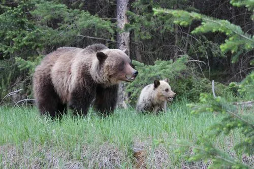 Grizzley bear and cub in Jasper National Park with SunDog Tours