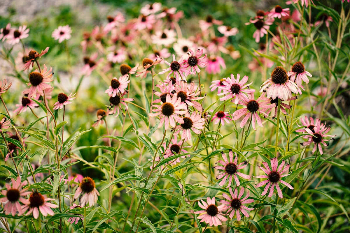 Drought-Tolerant Perennials That Bloom All Summer in Colorado