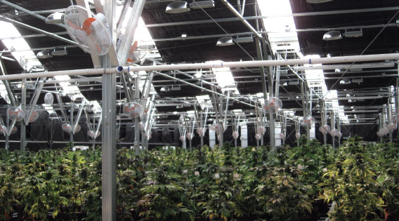 ZEREZ HOLDINGS COM (OTCMKTS:ZRZH) Enters Cannabis; What's The Play?