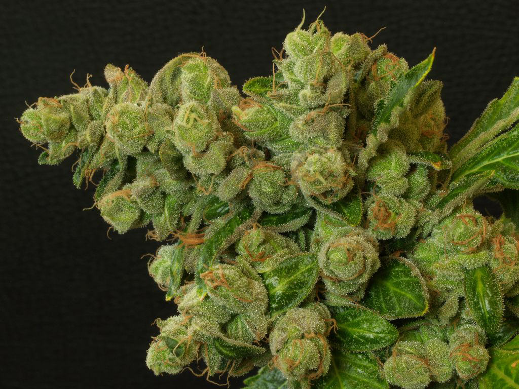 INMED PHARMACEUTIC COM NPV (OTCMKTS:IMLFF) Is A Cannabis Runner