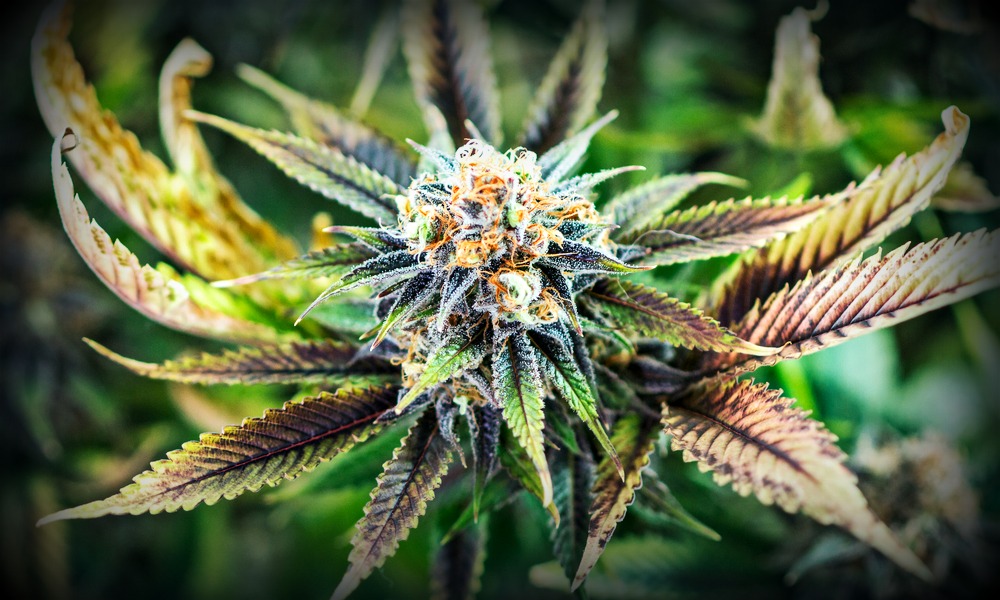 Kush Bottles Inc (OTCMKTS:KSHB) Is Gaining Strength, More To Come?