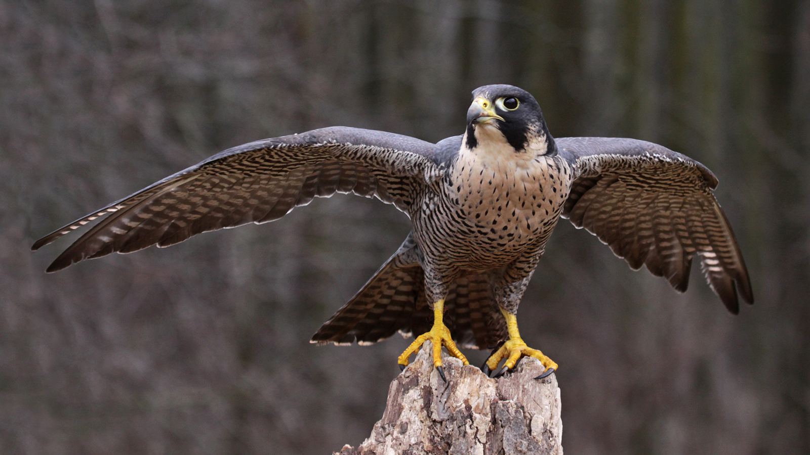 Peregrine Pharmaceuticals (NASDAQ:PPHM): What's Next?