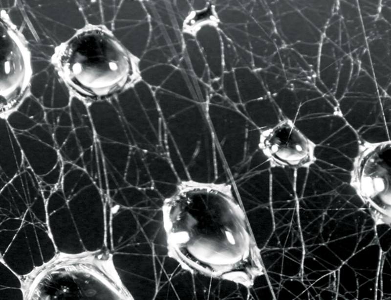 Kraig Biocraft Laboratories Inc (OTCMKTS:KBLB): Commercial Sales Beckon