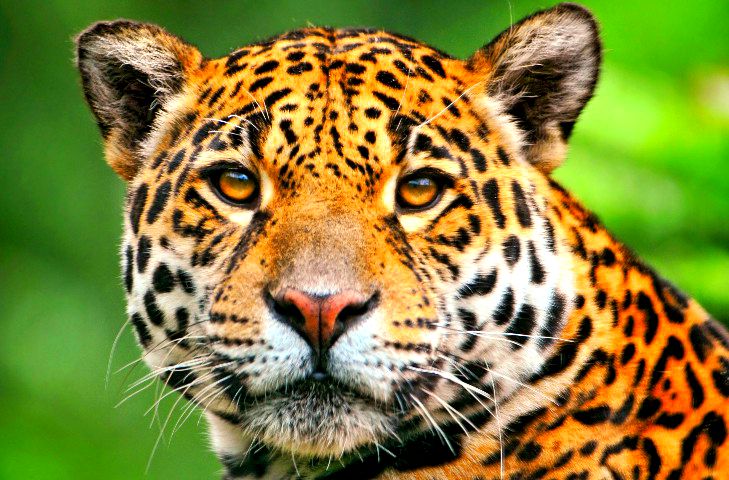 Jaguar Animal Health Inc (NASDAQ:JAGX) Just Teamed Up With A Healthcare Behemoth