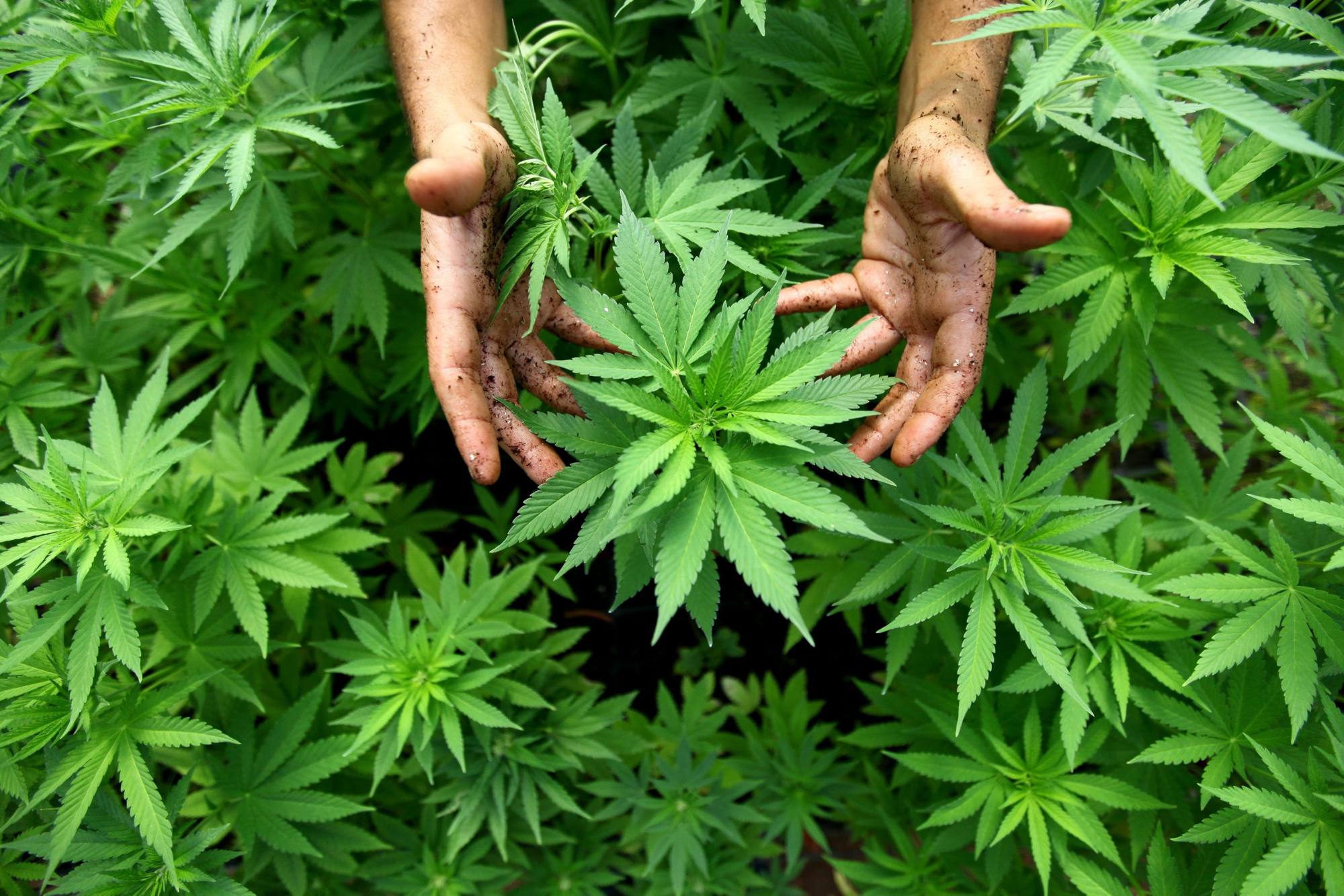 Players Network (OTCMKTS:PNTV) Takes Multiple Approaches To Capitalize On Cannabis