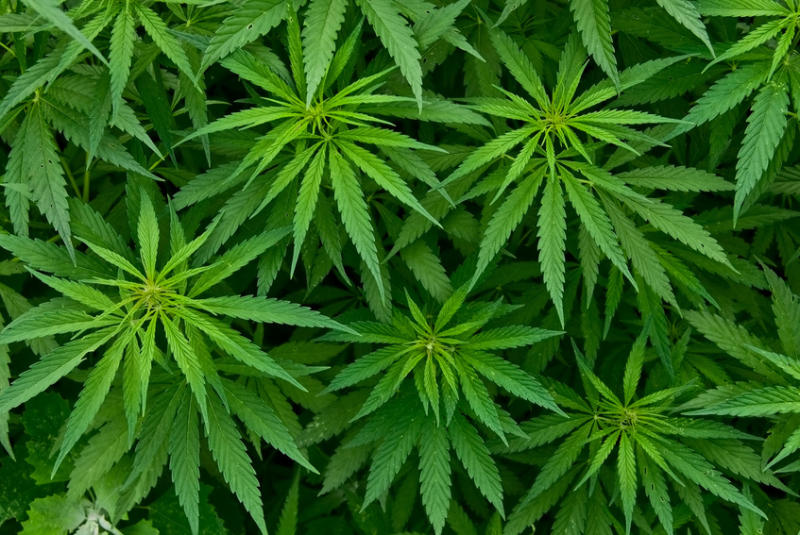 General Cannabis Corp (OTCMKTS:CANN) Banking On Acquisitions For A Payoff