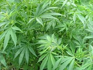 Medical Marijuana Inc (OTCMKTS:MJNA) Expands Into Mexico