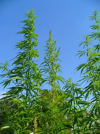 Surna Inc (OTCMKTS:SRNA) Looking To Rebound