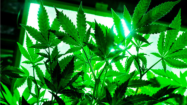 Growlife Inc (OTCMKTS:PHOT) Surging On California Expansion