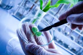 Sunshine Biopharma Inc (OTCMKTS:SBFM) Is Today's OTC Focus