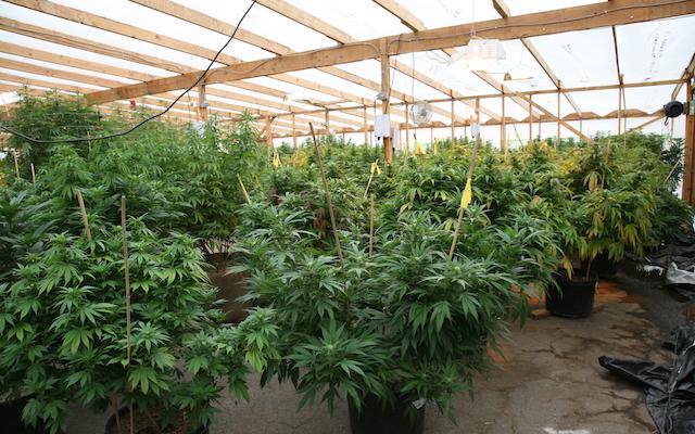 GreenGro Technologies Inc (OTCMKTS:GRNH) Explodes Off The Lows