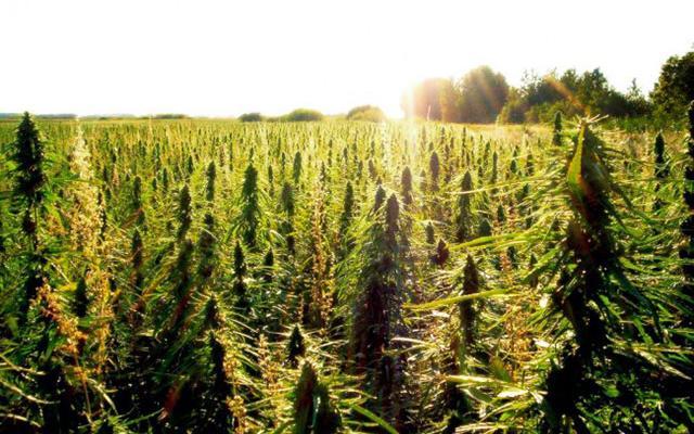 Surna Inc (OTCMKTS:SRNA) Posts Strong Results