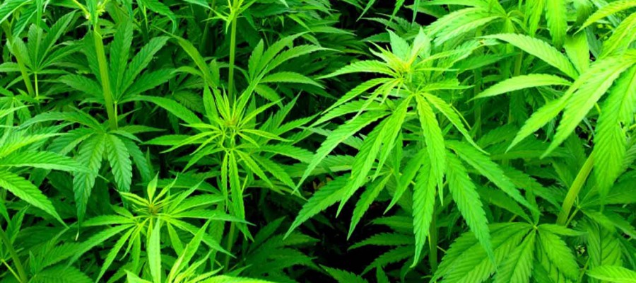 Cannabis Sativa Inc (OTCMKTS:CBDS) Is Today's Cannabis Focus