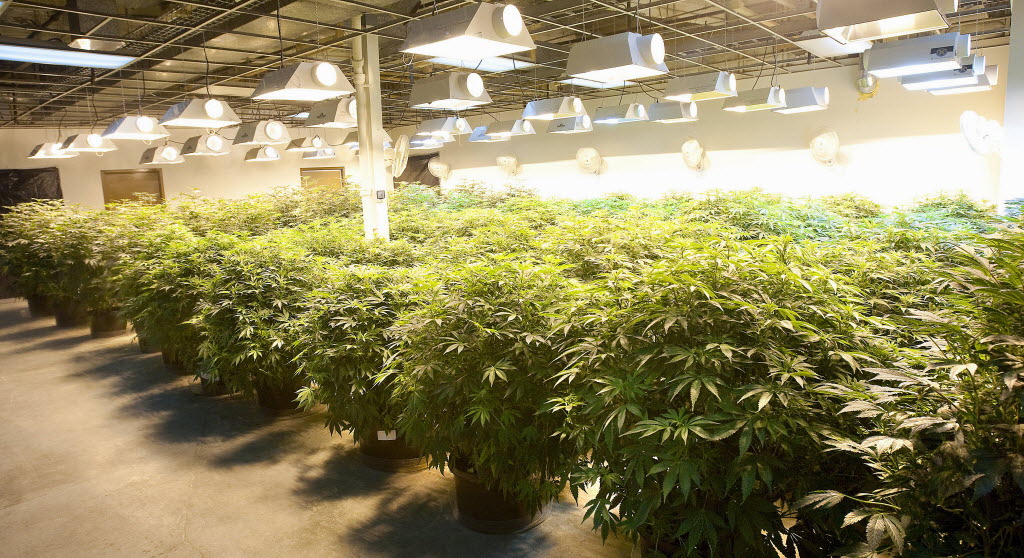 Grow Condos Inc (OTCMKTS:GRWC) Capitalizing On Green Rush 2.0
