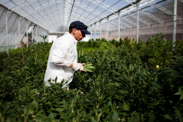 CANNAGROW HOLDINGS INC (OTCMKTS:CGRW) Well Positioned To Trade Higher On Revenue Generation Transition