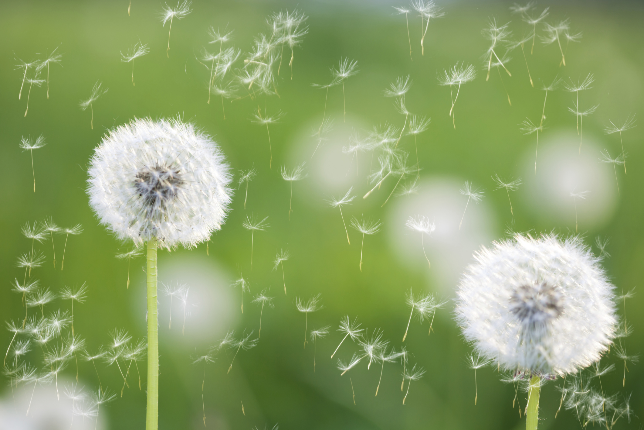 An Update On Innovus Pharmaceuticals Inc (OTCMKTS:INNV)