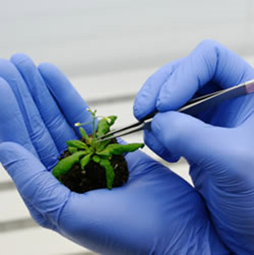 INMED PHARMACEUTIC COM NPV (OTCMKTS:IMLFF) Got Its News Flow, What's Next?