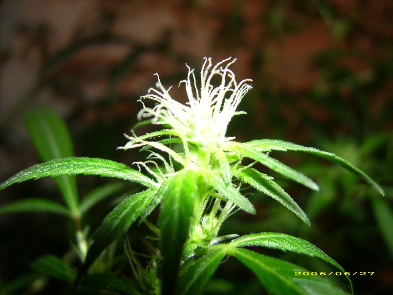 GrowLife Inc (OTCMKTS:PHOT) Experiencing Growing Pains