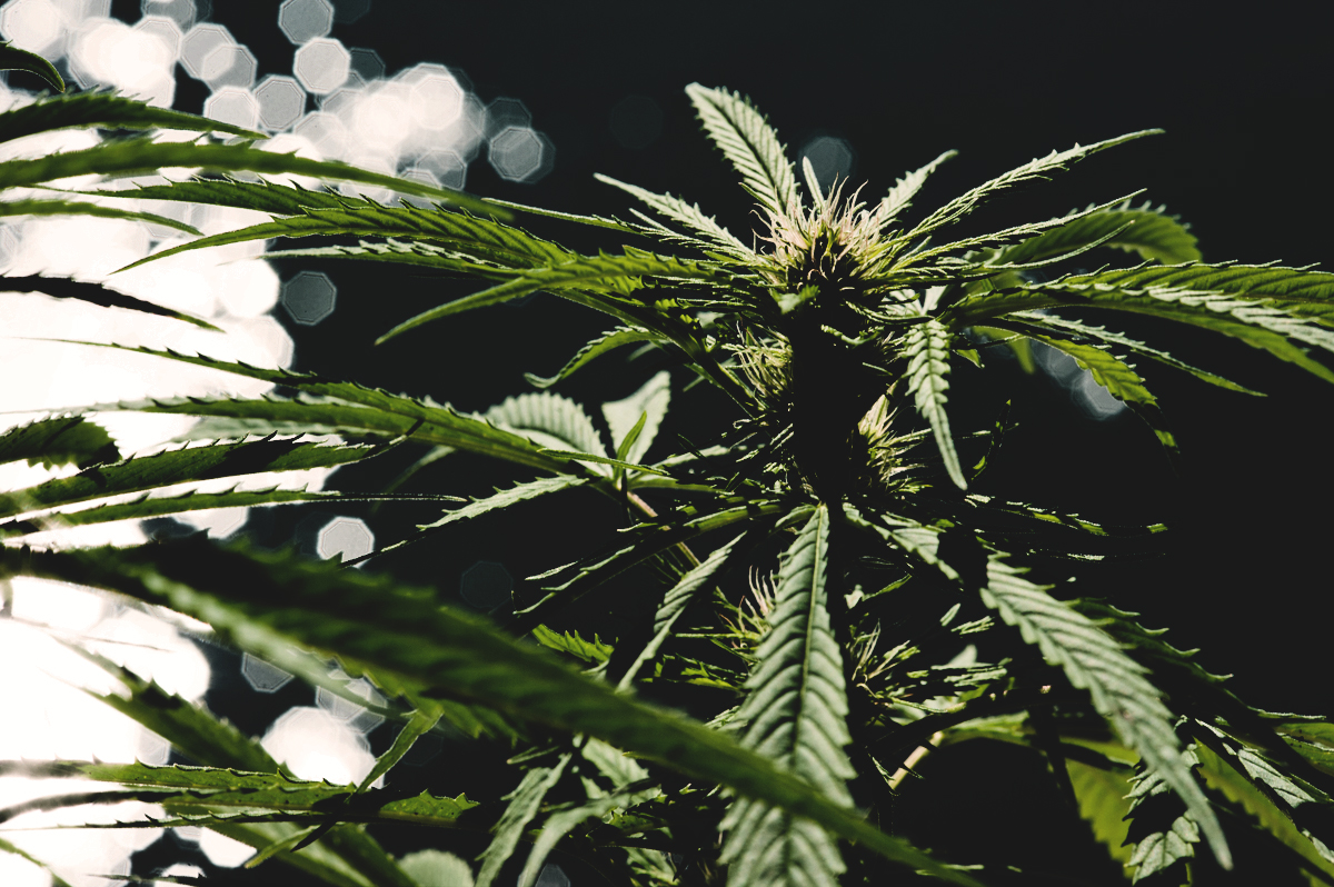 Ubiquitech Software Corp (OTCMKTS: UBQU) Due For A Bounce