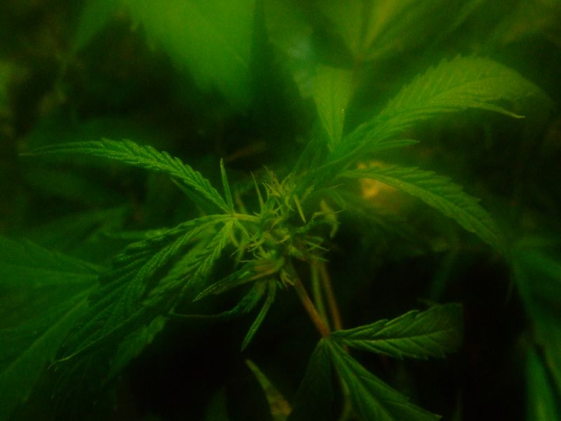 CANNABIS WHEATON I COM NPV (OTCMKTS:KWFLF) Making A Comeback