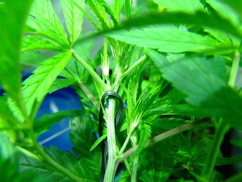 New Colombia Resources Inc (OTCMKTS:NEWC) Making Advances In The Cannabis Industry