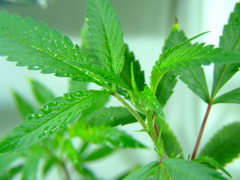 GB Sciences Inc (OTCMKTS:GBLX) Has Multiple Catalysts Ahead