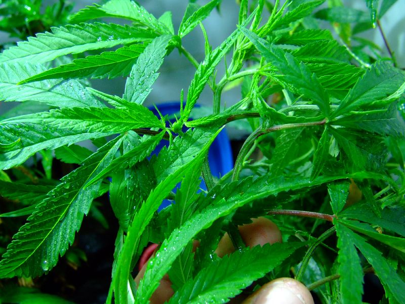 Mountain High Acquisitions Corp (OTCMKTS:MYHI) Launches A New Revenue Model