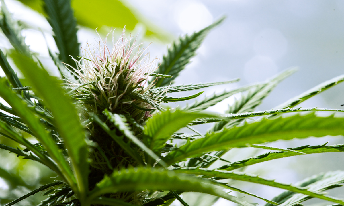 MYM NUTRACEUTICALS COM NPV (OTCMKTS:MYMMF) Making BIG Moves