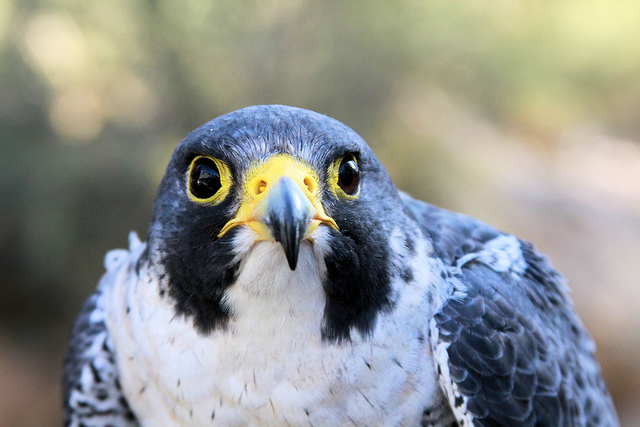Here’s Why Peregrine Pharmaceuticals (NASDAQ:PPHM) Will Recover Very Near Term