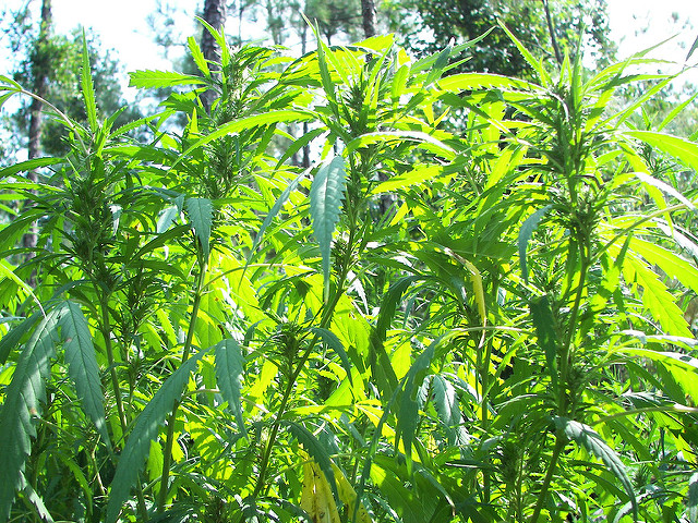 Trans Global Group Inc (OTCMKTS:TGGI) Is Today's Cannabis Focus