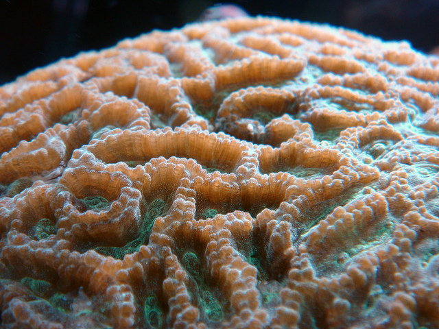 Moleculin Biotech Inc (NASDAQ:MBRX): Here's What's Next