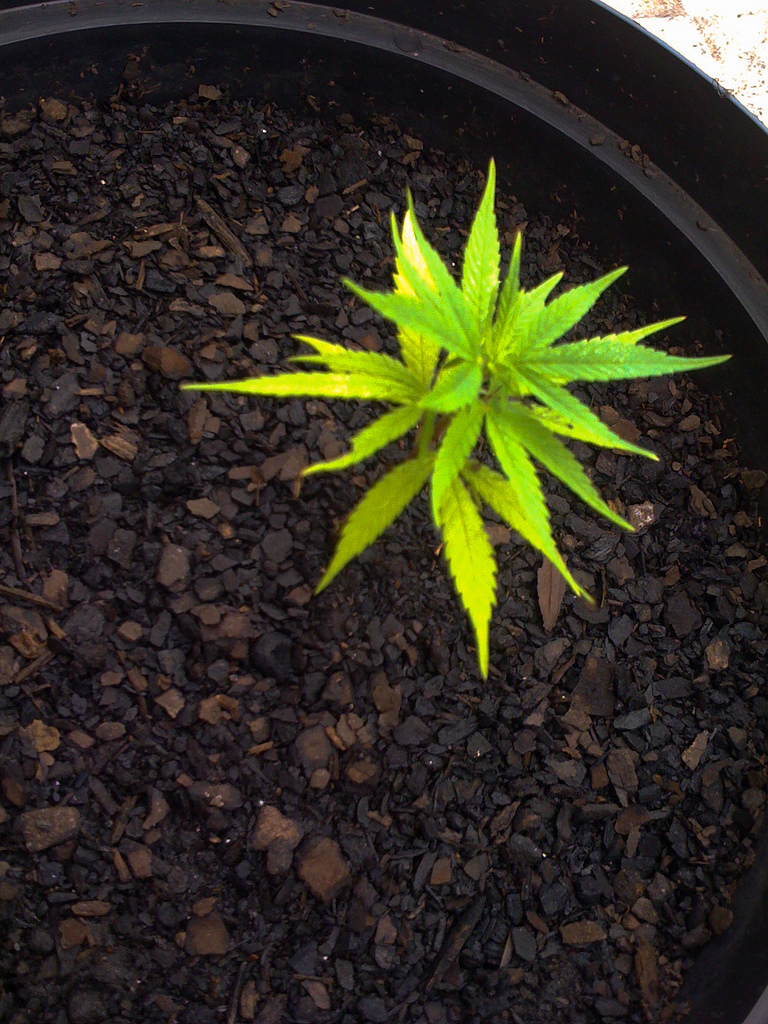 SOLID CONTROLS INC COM STK USD0.05 (OTCMKTS:SLDC) Oversold And Due For A Bounce