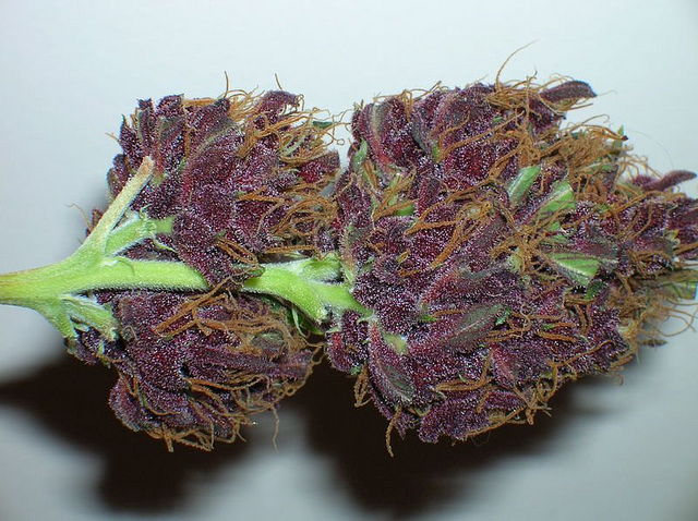 General Cannabis Corp (OTCMKTS:CANN) Showing Signs Of A Reversal