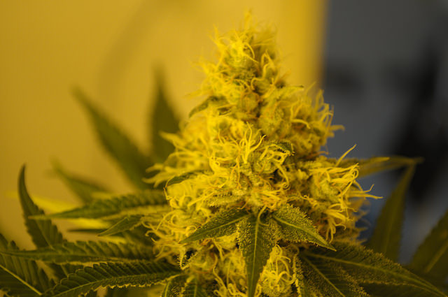 Here's Where Skinvisible Inc (OTCMKTS:SKVI) Could Find Growth In Cannabis