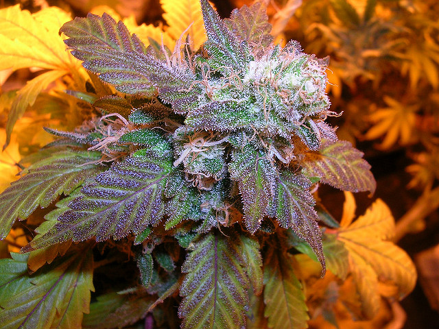 SUNSET IS GRP INC COM USD0.001 (POST REV SPLT  (OTCMKTS:SIGO) On The Verge Of A Breakout