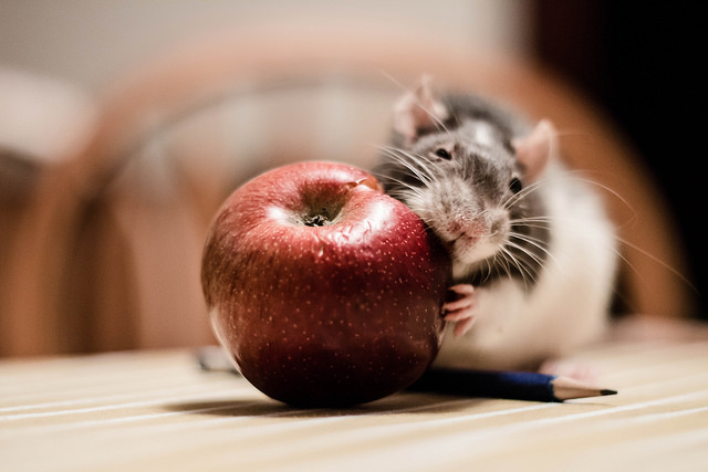 Here's What The INMED PHARMACEUTIC COM NPV (OTCMKTS:IMLFF) Animal Studies Mean