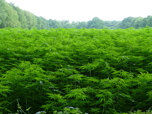 AMAZONAS FLORESTAL COM USD0.001 (OTCMKTS:AZFL) Running Up The Charts