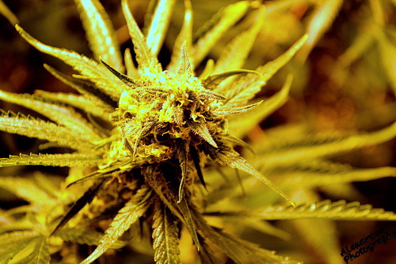 United Cannabis Corp (OTCMKTS:CNAB) Has Many Catalysts Ahead
