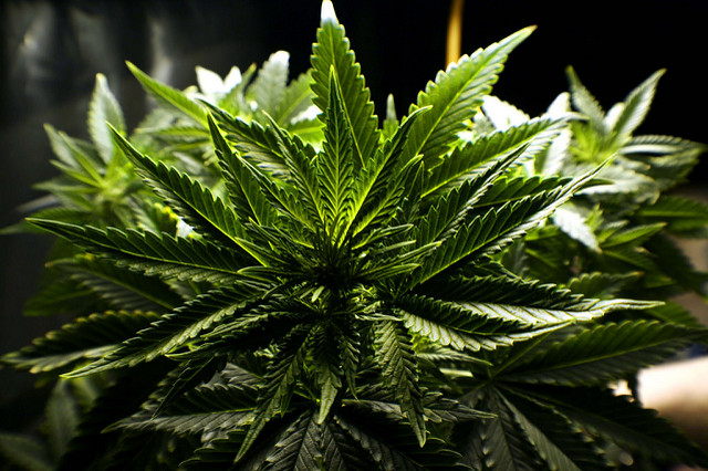 SUNSET IS GRP INC COM USD0.001 (POST REV SPLT (OTCMKTS:SIGO) Is A Big 2017 Winner