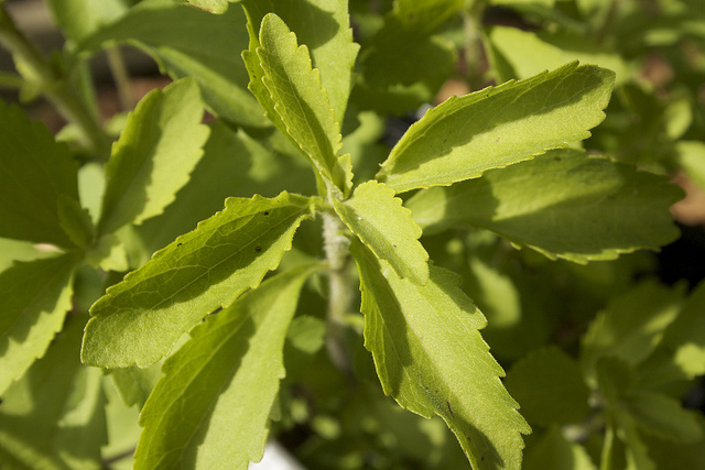 Homie Recipes Inc (OTCMKTS:HOMR) On A Bull Run