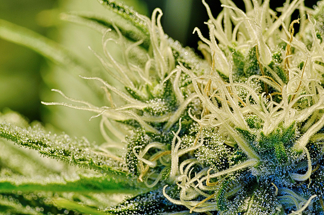 INMED PHARMACEUTIC COM NPV (OTCMKTS:IMLFF) Could Be Poised For Gains