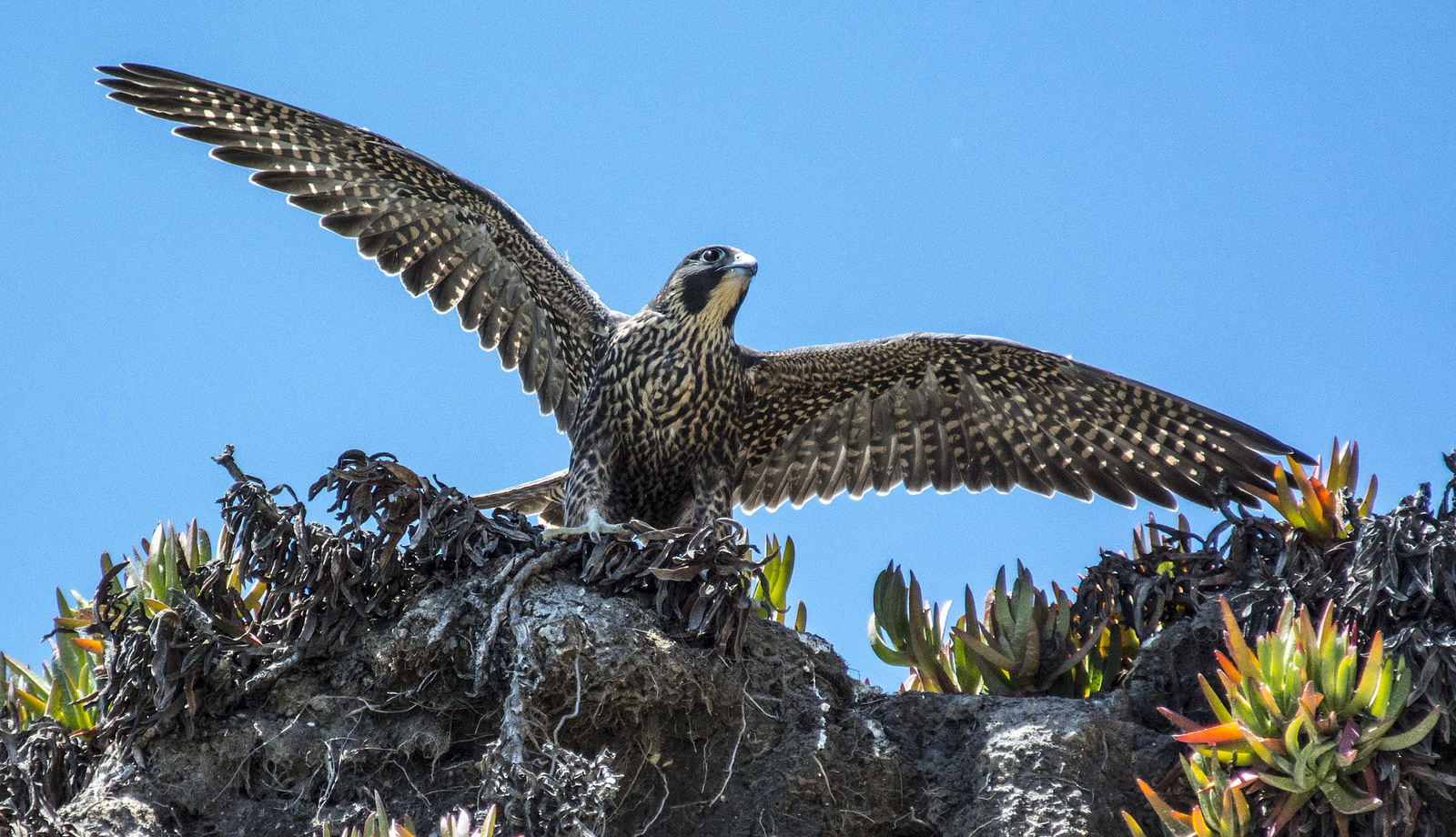Here's What Markets Don't Realize About Peregrine Pharmaceuticals (NASDAQ:PPHM)