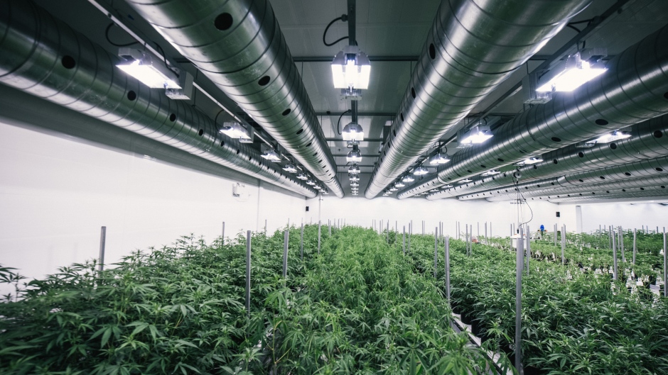 CANOPY GROWTH CORP COM NPV (OTCMKTS:TWMJF) Is Building Momentum