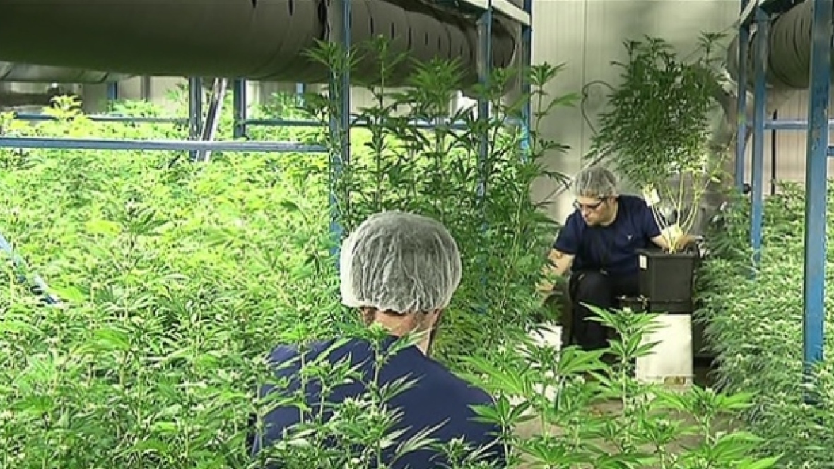 ORGANIGRAM HLDGS I COM NPV (OTCMKTS:OGRMF) In A Strong Comeback