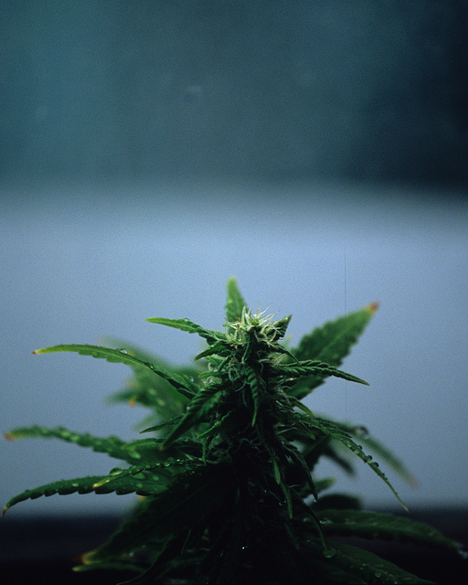 CANNABIS WHEATON I COM NPV (OTCMKTS:KWFLF) Making The Right Moves