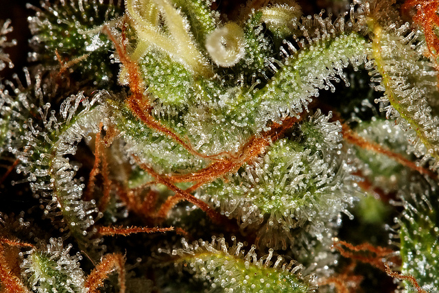 SUPREME PHARMACEUT COM NPV (OTCMKTS:SPRWF) About To Breakout