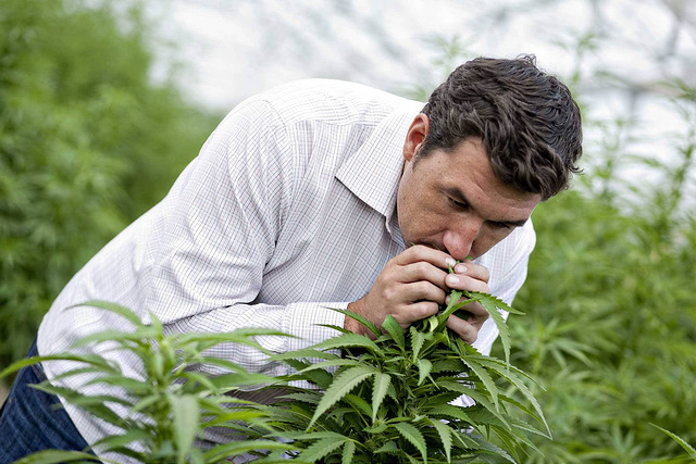 Here’s What We See Happening With CANOPY GROWTH CORP COM NPV (OTCMKTS:TWMJF)