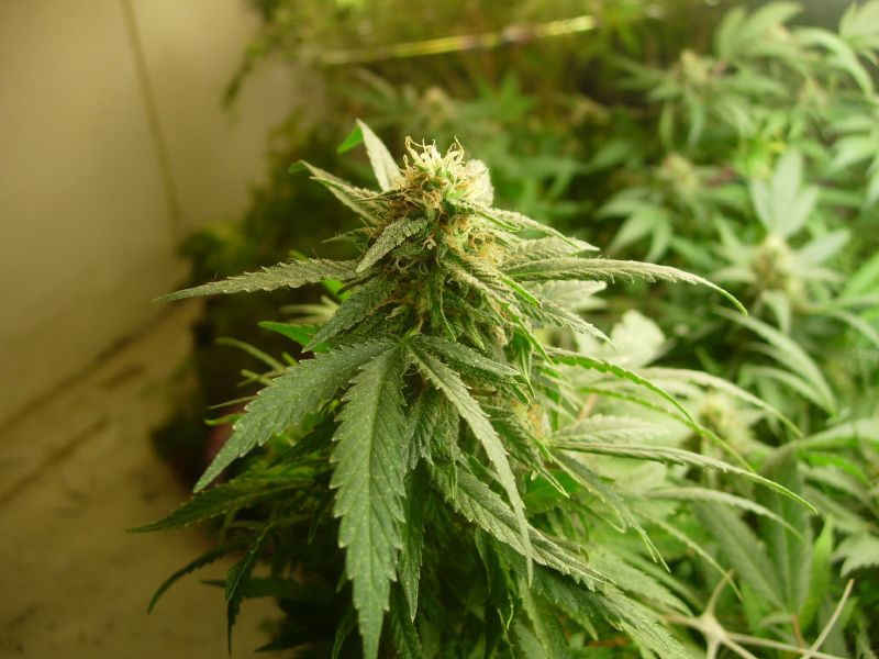 General Cannabis Corp (OTCMKTS:CANN): Exciting Catalysts Exist For A Comeback