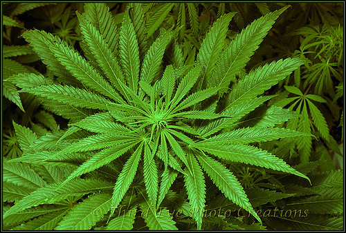United Cannabis Corp (OTCMKTS:CNAB): A Player In Medicinal Cannabis