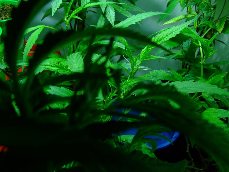 Leafbuyer Technologies Inc (OTCMKTS:LBUY) Providing A Global Link To Your Cannabis Provider